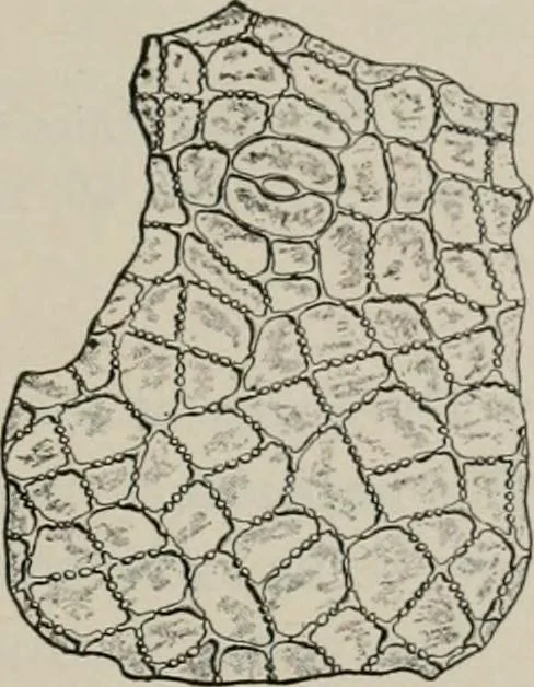 An illustration from The microscopy of vegetable foods, with special reference to the detection of adulteration and the diagnosis of mixtures, 1916, leaf 362
