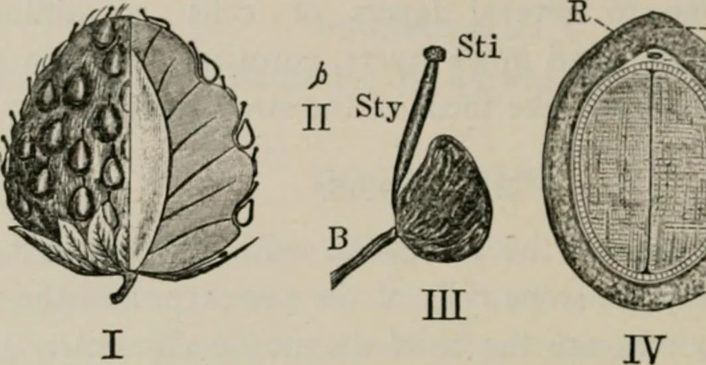 An illustration from The microscopy of vegetable foods, with special reference to the detection of adulteration and the diagnosis of mixtures, 1916, leaf 365