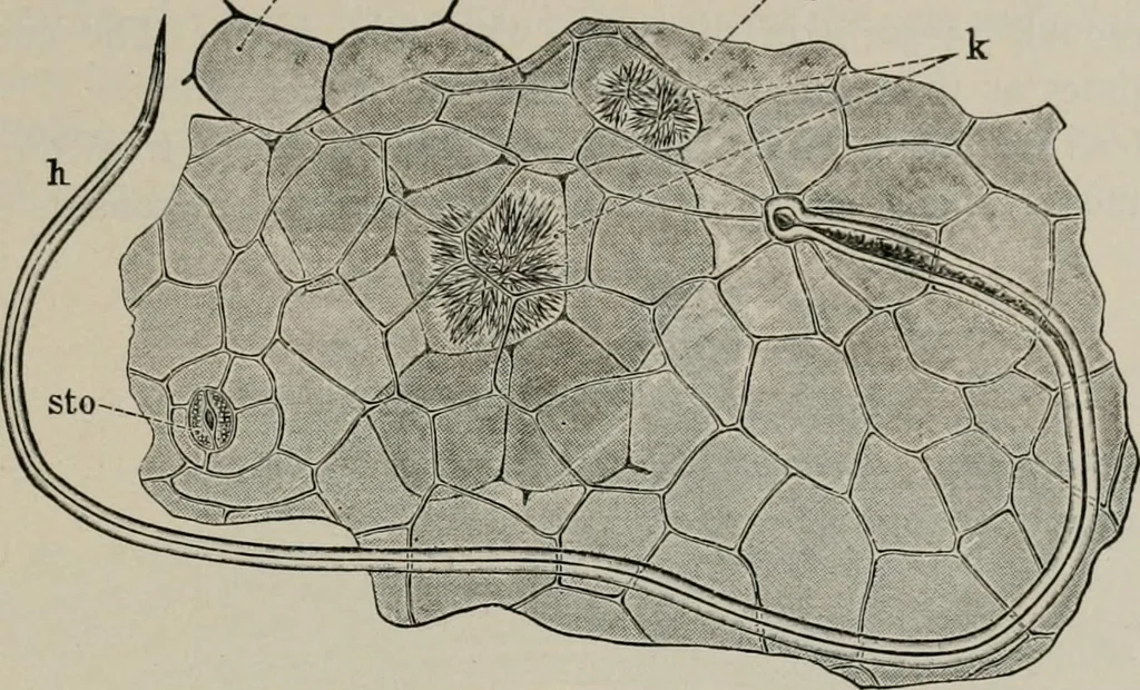 An illustration from The microscopy of vegetable foods, with special reference to the detection of adulteration and the diagnosis of mixtures, 1916, leaf 366