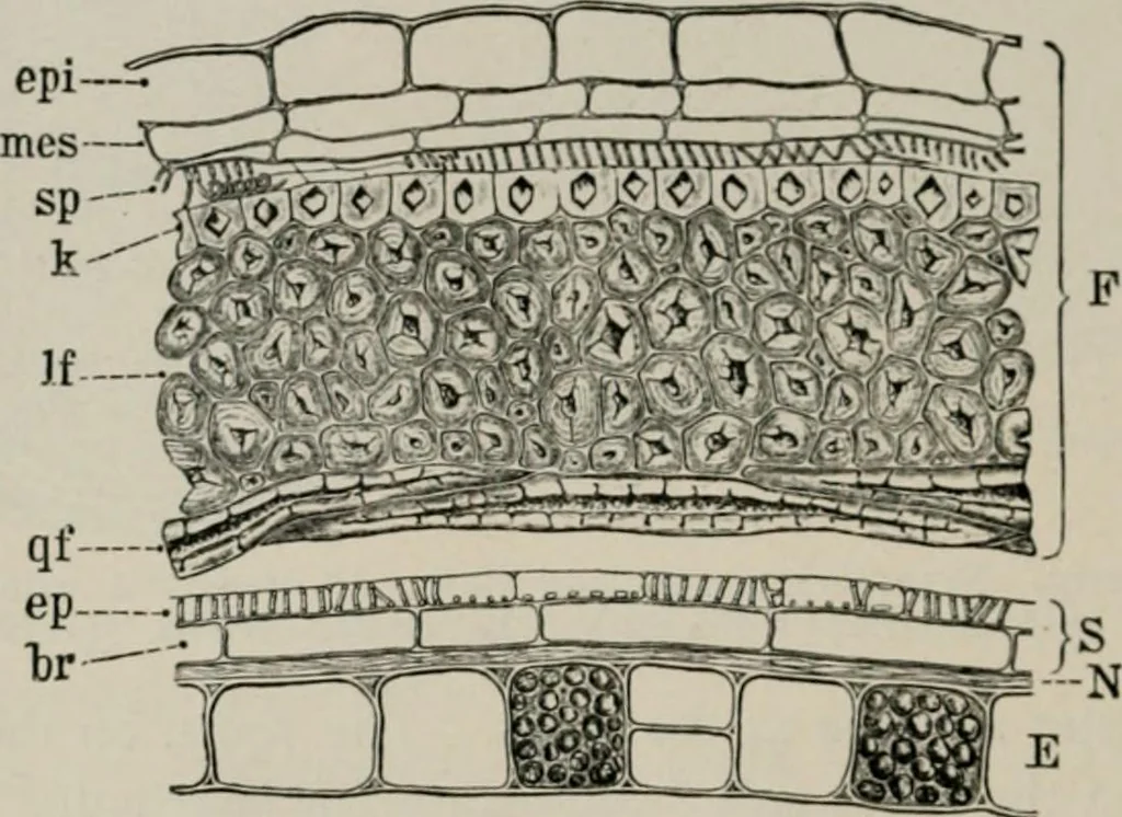 An illustration from The microscopy of vegetable foods, with special reference to the detection of adulteration and the diagnosis of mixtures, 1916, leaf 367