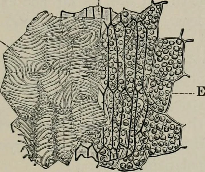 An illustration from The microscopy of vegetable foods, with special reference to the detection of adulteration and the diagnosis of mixtures, 1916, leaf 368