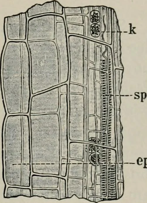 An illustration from The microscopy of vegetable foods, with special reference to the detection of adulteration and the diagnosis of mixtures, 1916, leaf 368