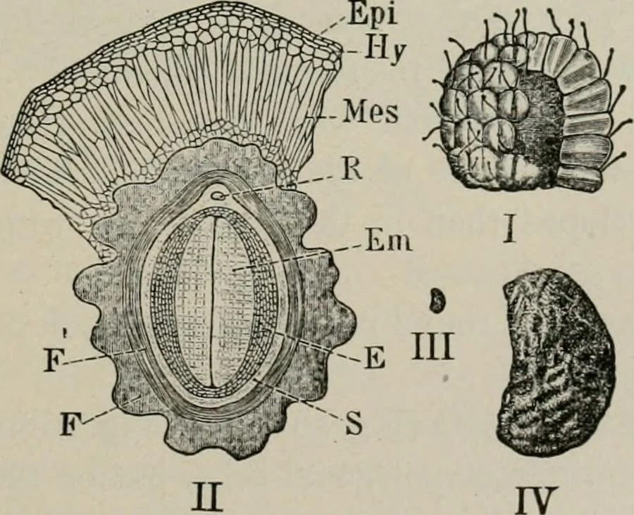 An illustration from The microscopy of vegetable foods, with special reference to the detection of adulteration and the diagnosis of mixtures, 1916, leaf 370