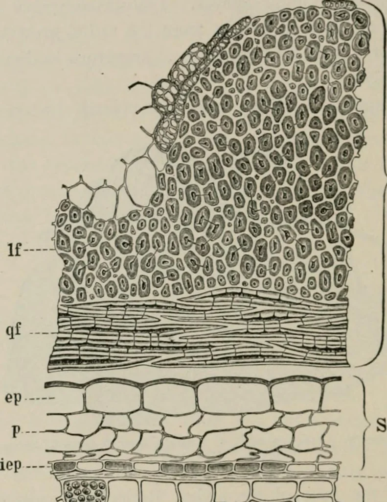 An illustration from The microscopy of vegetable foods, with special reference to the detection of adulteration and the diagnosis of mixtures, 1916, leaf 373