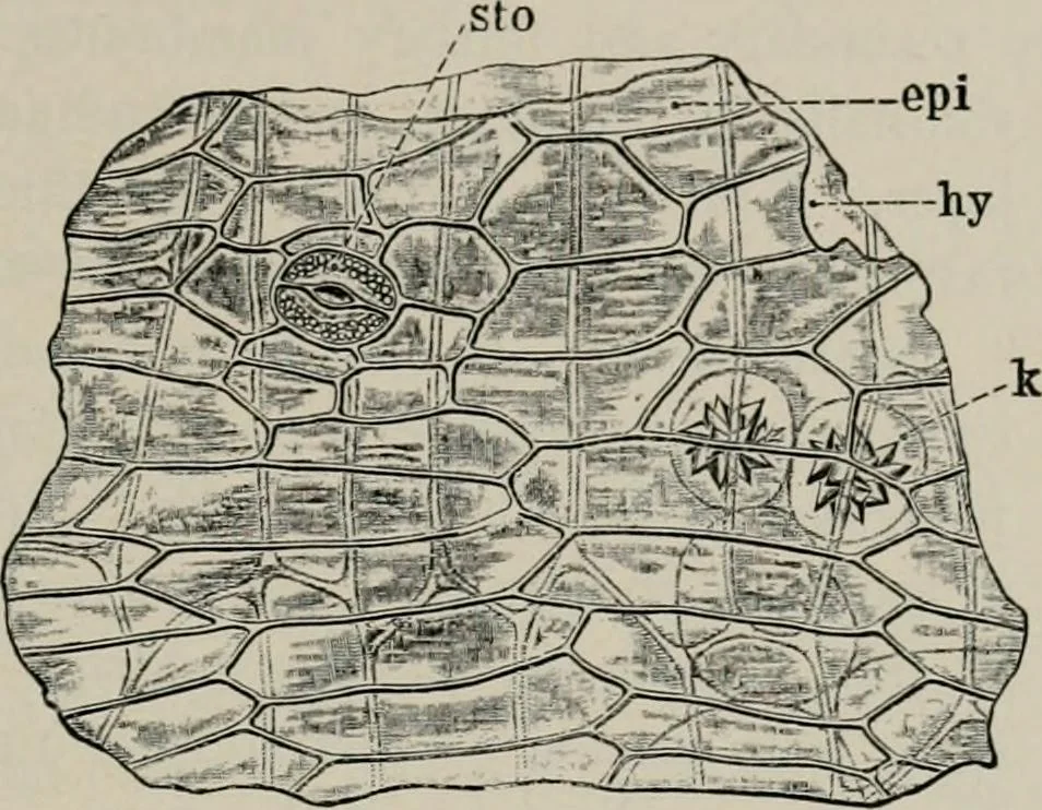 An illustration from The microscopy of vegetable foods, with special reference to the detection of adulteration and the diagnosis of mixtures, 1916, leaf 376