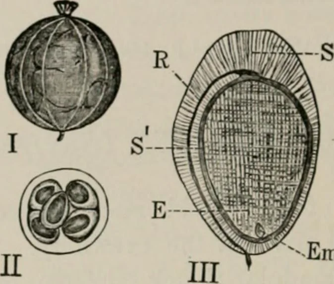 An illustration from The microscopy of vegetable foods, with special reference to the detection of adulteration and the diagnosis of mixtures, 1916, leaf 379