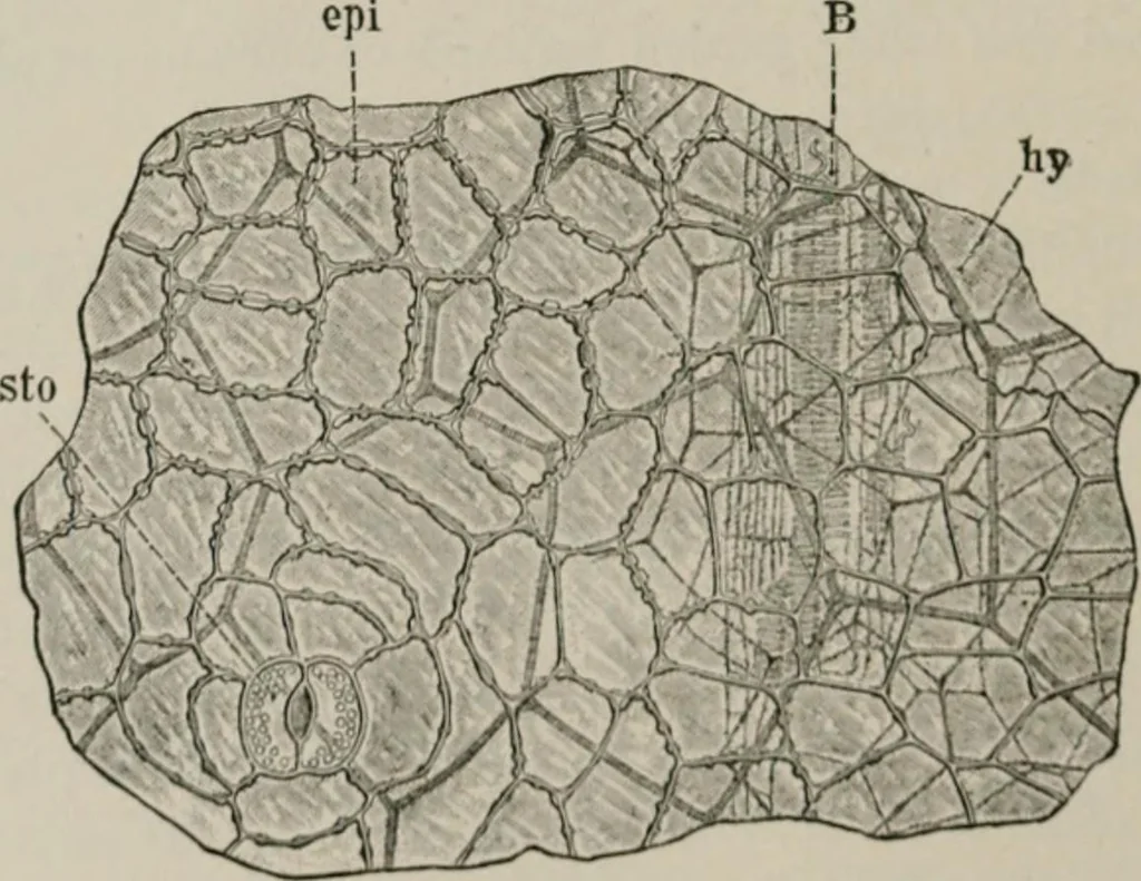 An illustration from The microscopy of vegetable foods, with special reference to the detection of adulteration and the diagnosis of mixtures, 1916, leaf 379