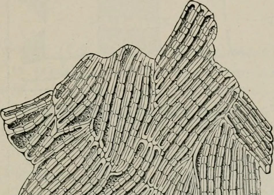 An illustration from The microscopy of vegetable foods, with special reference to the detection of adulteration and the diagnosis of mixtures, 1916, leaf 380