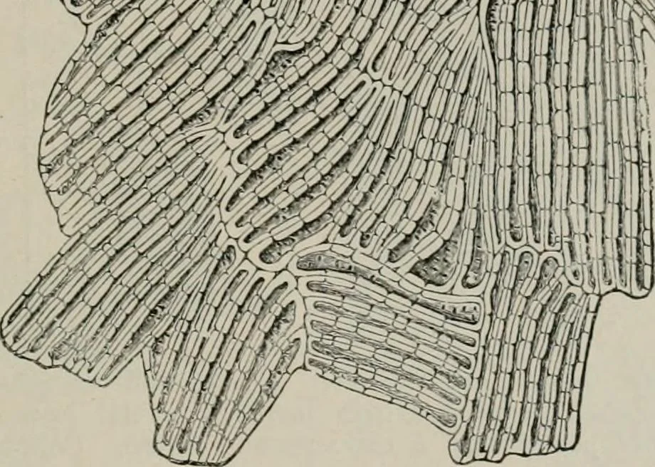 An illustration from The microscopy of vegetable foods, with special reference to the detection of adulteration and the diagnosis of mixtures, 1916, leaf 380