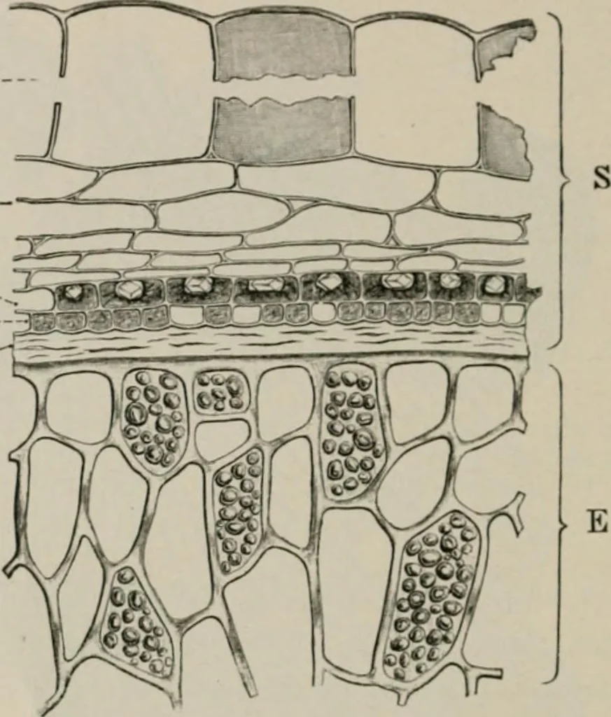 An illustration from The microscopy of vegetable foods, with special reference to the detection of adulteration and the diagnosis of mixtures, 1916, leaf 381