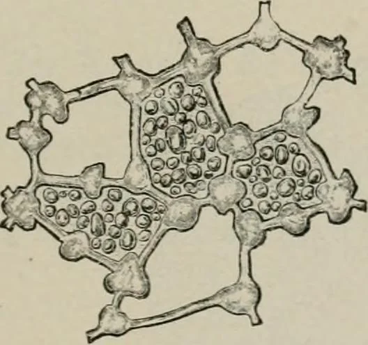 An illustration from The microscopy of vegetable foods, with special reference to the detection of adulteration and the diagnosis of mixtures, 1916, leaf 382