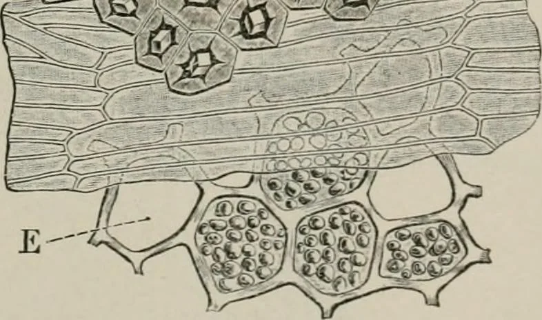 An illustration from The microscopy of vegetable foods, with special reference to the detection of adulteration and the diagnosis of mixtures, 1916, leaf 382