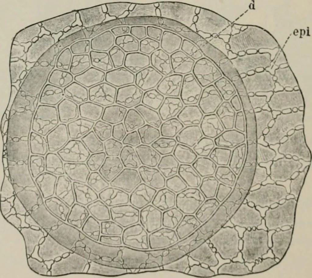 An illustration from The microscopy of vegetable foods, with special reference to the detection of adulteration and the diagnosis of mixtures, 1916, leaf 383