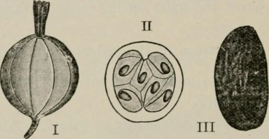 An illustration from The microscopy of vegetable foods, with special reference to the detection of adulteration and the diagnosis of mixtures, 1916, leaf 385