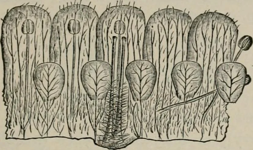 An illustration from The microscopy of vegetable foods, with special reference to the detection of adulteration and the diagnosis of mixtures, 1916, leaf 386