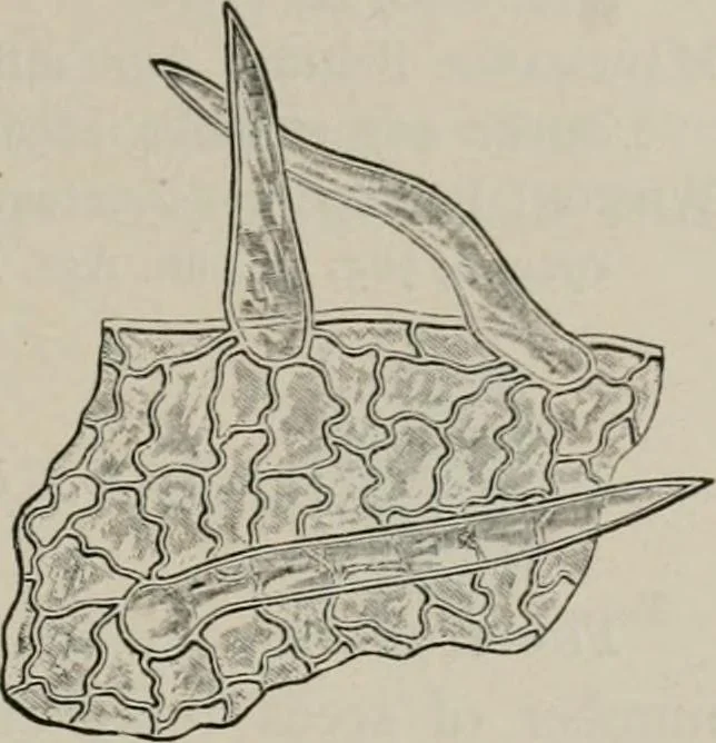 An illustration from The microscopy of vegetable foods, with special reference to the detection of adulteration and the diagnosis of mixtures, 1916, leaf 386