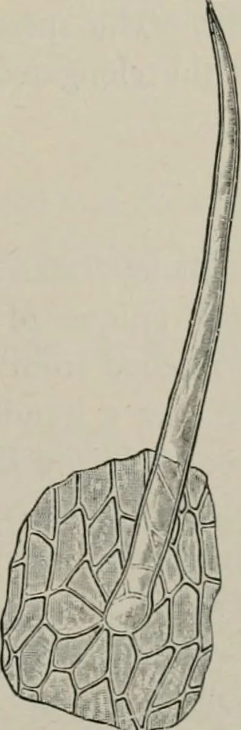 An illustration from The microscopy of vegetable foods, with special reference to the detection of adulteration and the diagnosis of mixtures, 1916, leaf 386