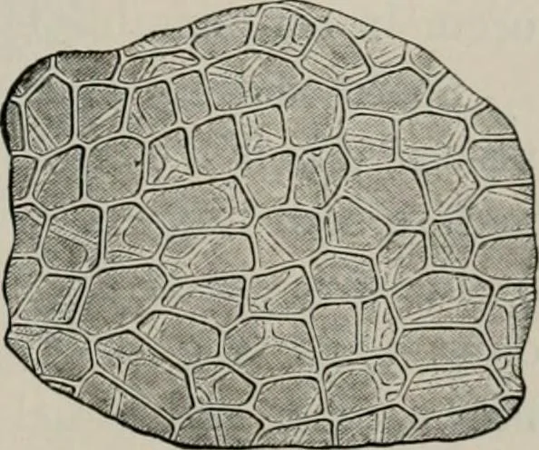 An illustration from The microscopy of vegetable foods, with special reference to the detection of adulteration and the diagnosis of mixtures, 1916, leaf 388