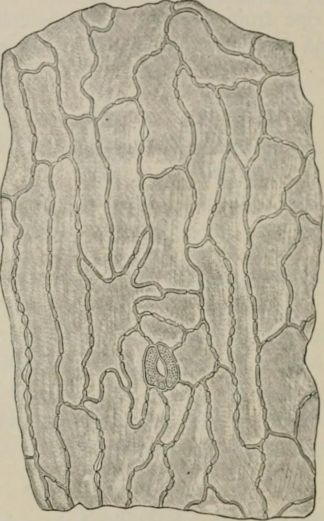 An illustration from The microscopy of vegetable foods, with special reference to the detection of adulteration and the diagnosis of mixtures, 1916, leaf 389