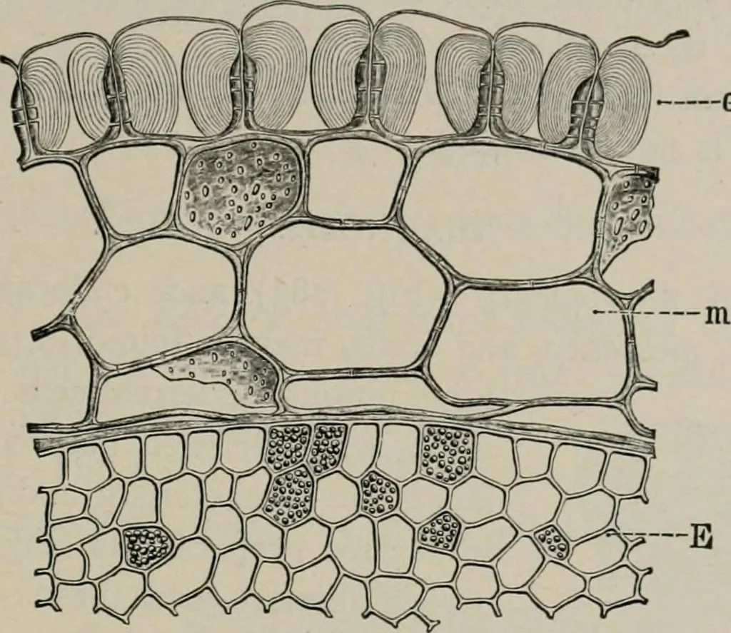 An illustration from The microscopy of vegetable foods, with special reference to the detection of adulteration and the diagnosis of mixtures, 1916, leaf 390
