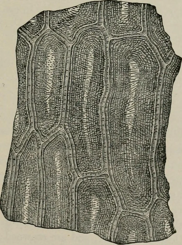 An illustration from The microscopy of vegetable foods, with special reference to the detection of adulteration and the diagnosis of mixtures, 1916, leaf 390