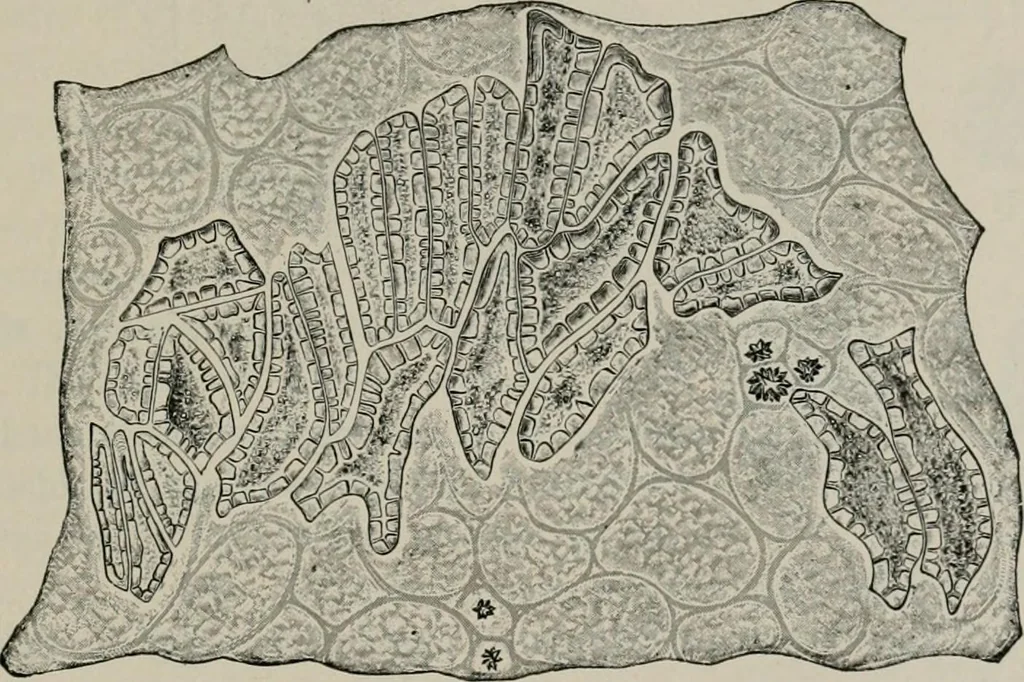 An illustration from The microscopy of vegetable foods, with special reference to the detection of adulteration and the diagnosis of mixtures, 1916, leaf 392