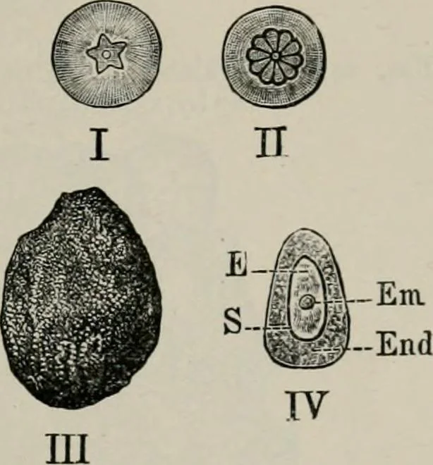 An illustration from The microscopy of vegetable foods, with special reference to the detection of adulteration and the diagnosis of mixtures, 1916, leaf 394