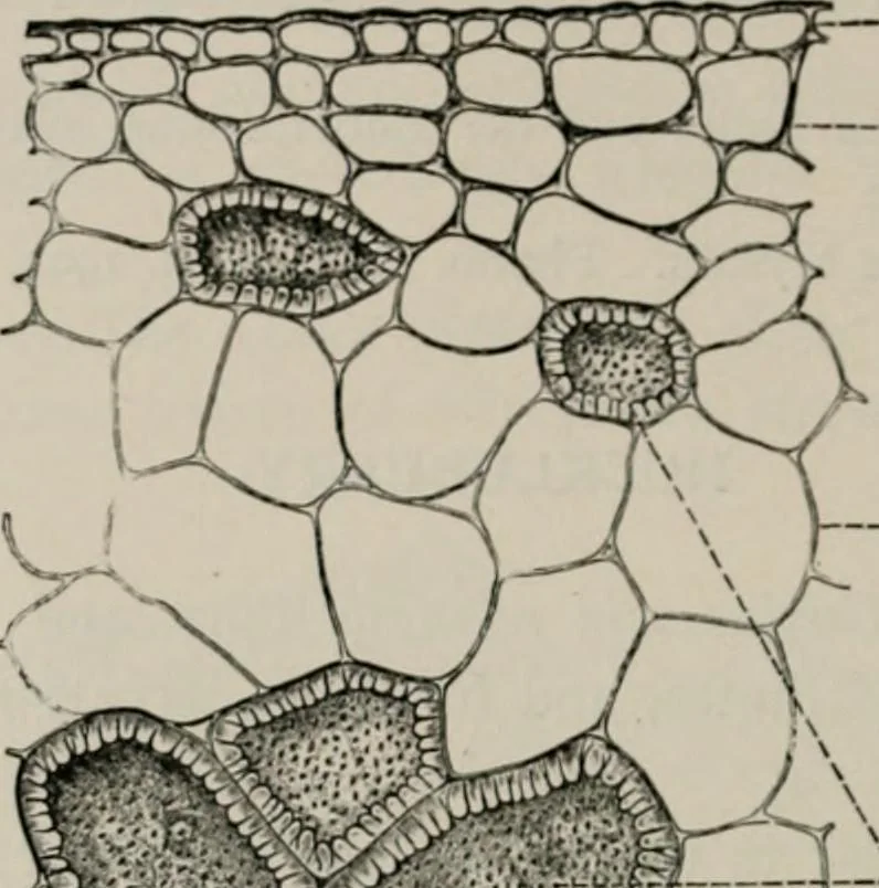 An illustration from The microscopy of vegetable foods, with special reference to the detection of adulteration and the diagnosis of mixtures, 1916, leaf 395