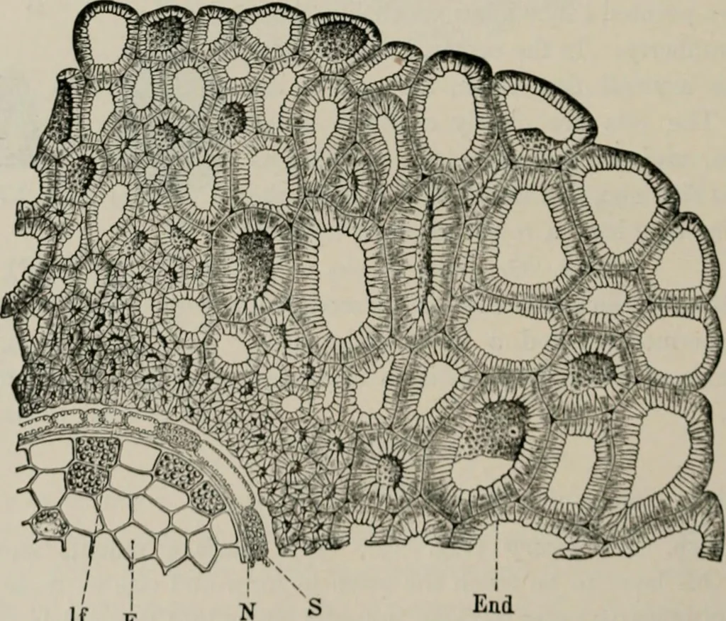 An illustration from The microscopy of vegetable foods, with special reference to the detection of adulteration and the diagnosis of mixtures, 1916, leaf 395