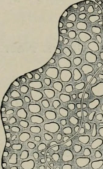 An illustration from The microscopy of vegetable foods, with special reference to the detection of adulteration and the diagnosis of mixtures, 1916, leaf 396