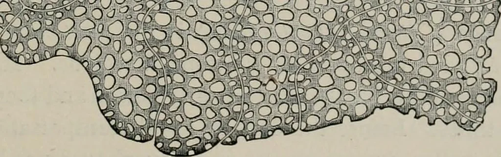 An illustration from The microscopy of vegetable foods, with special reference to the detection of adulteration and the diagnosis of mixtures, 1916, leaf 396