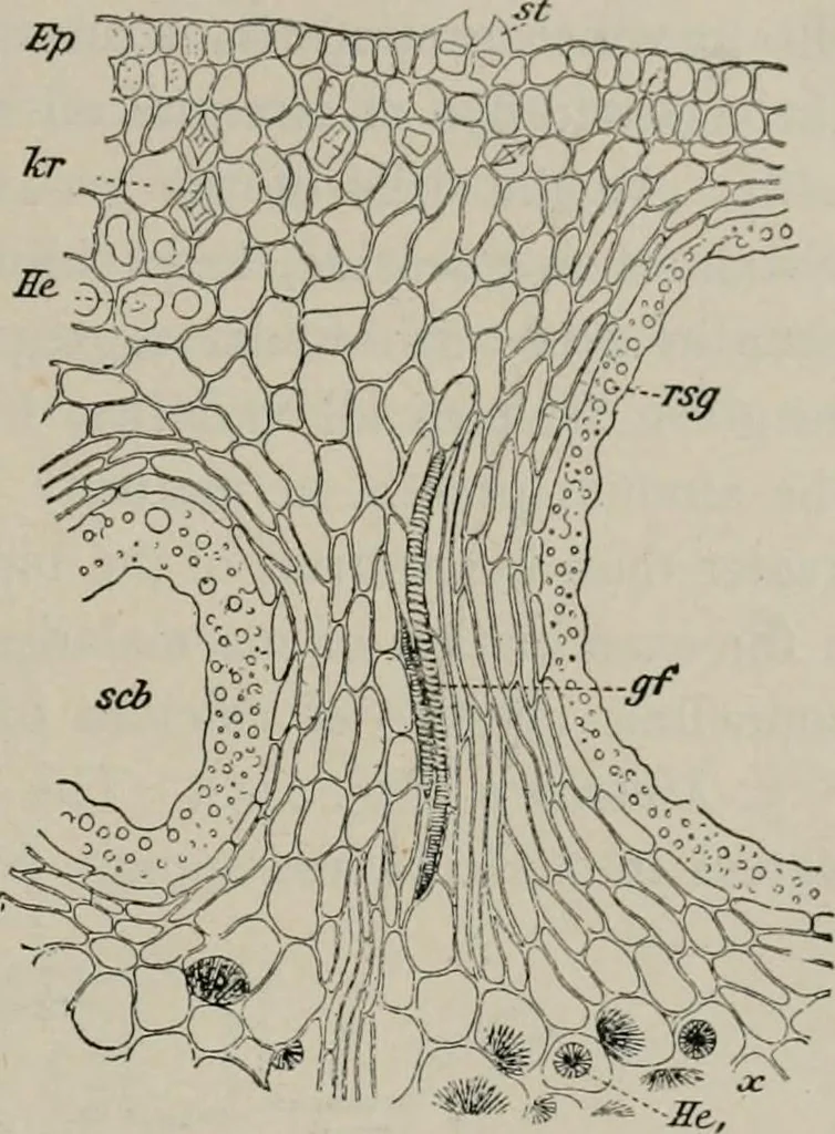 An illustration from The microscopy of vegetable foods, with special reference to the detection of adulteration and the diagnosis of mixtures, 1916, leaf 398