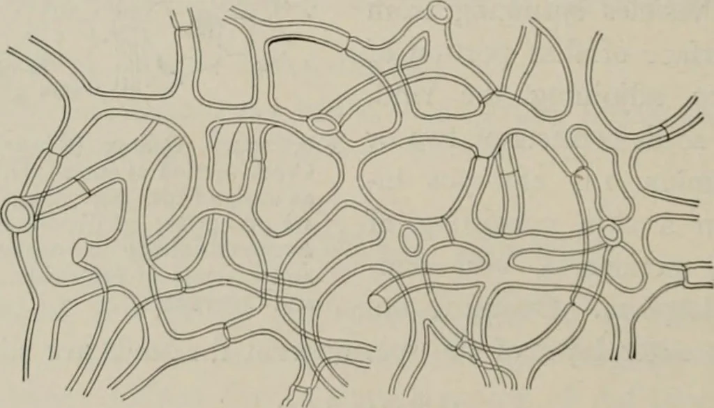 An illustration from The microscopy of vegetable foods, with special reference to the detection of adulteration and the diagnosis of mixtures, 1916, leaf 399