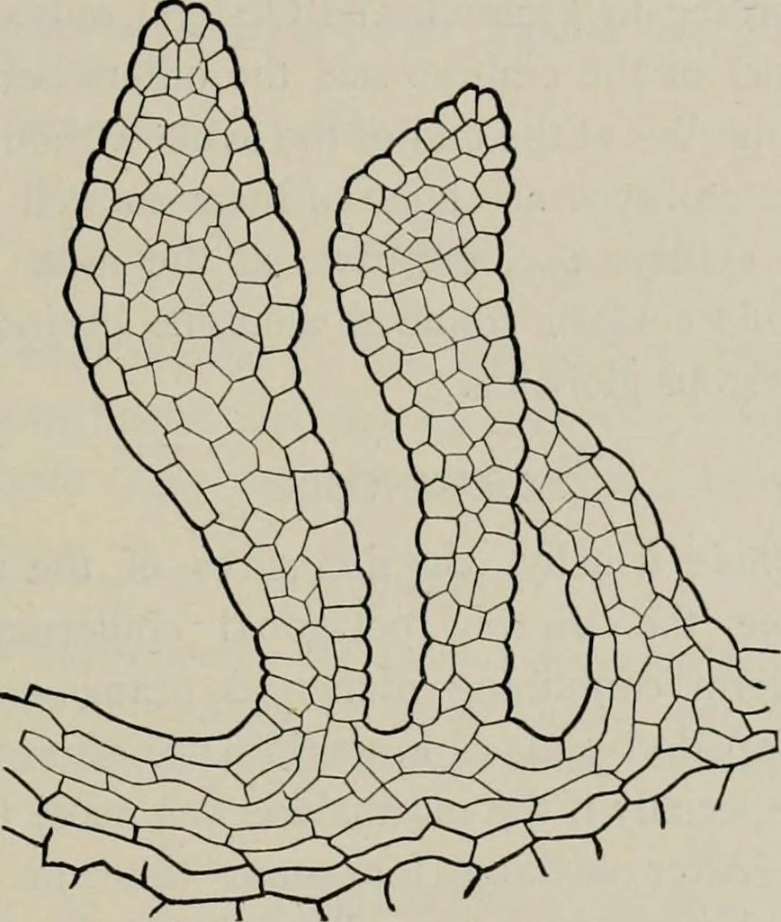 An illustration from The microscopy of vegetable foods, with special reference to the detection of adulteration and the diagnosis of mixtures, 1916, leaf 400
