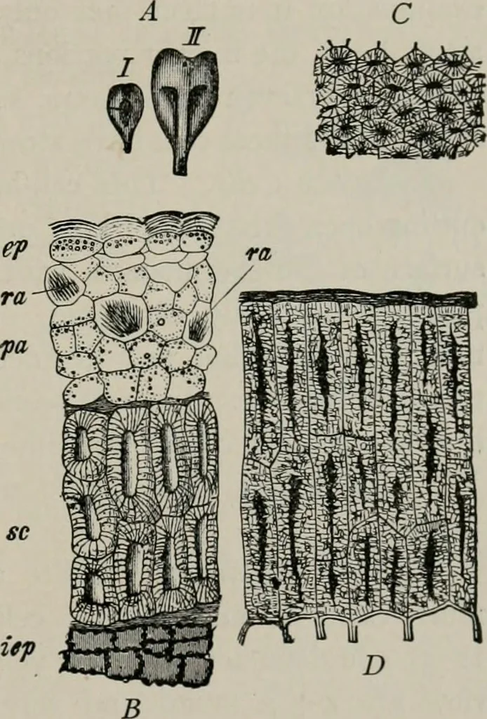 An illustration from The microscopy of vegetable foods, with special reference to the detection of adulteration and the diagnosis of mixtures, 1916, leaf 404