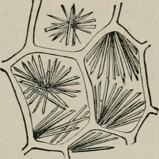 An illustration from The microscopy of vegetable foods, with special reference to the detection of adulteration and the diagnosis of mixtures, 1916, leaf 406