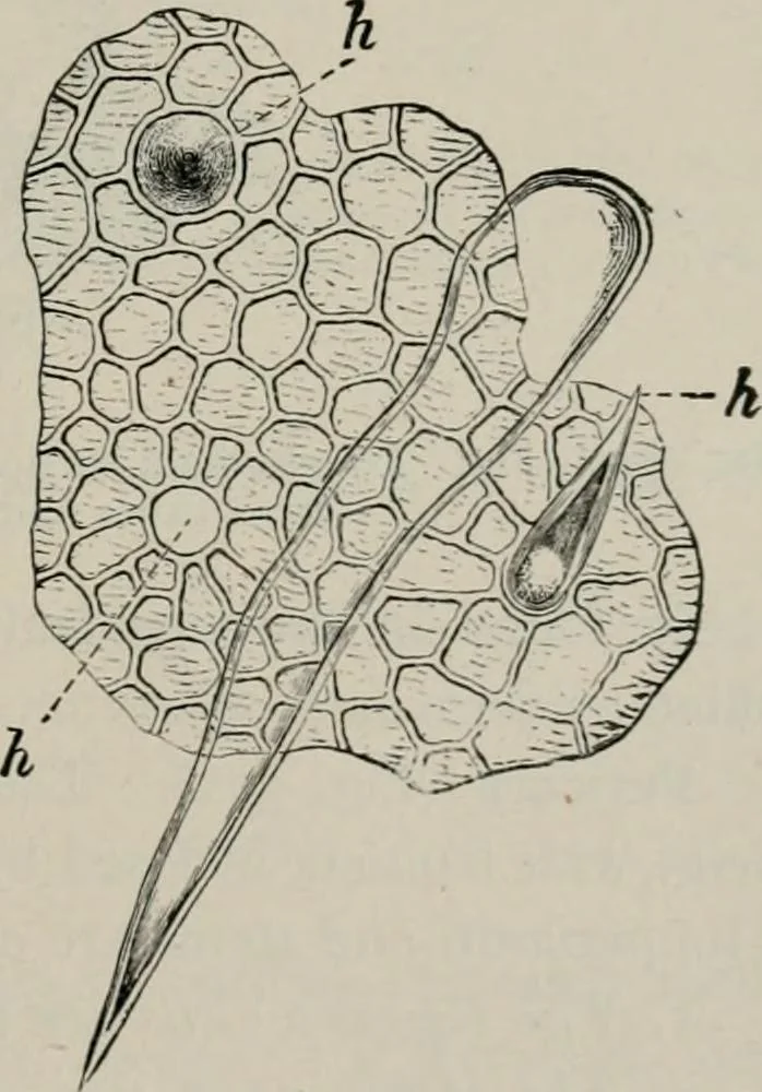 An illustration from The microscopy of vegetable foods, with special reference to the detection of adulteration and the diagnosis of mixtures, 1916, leaf 408
