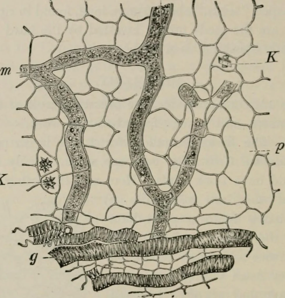 An illustration from The microscopy of vegetable foods, with special reference to the detection of adulteration and the diagnosis of mixtures, 1916, leaf 409