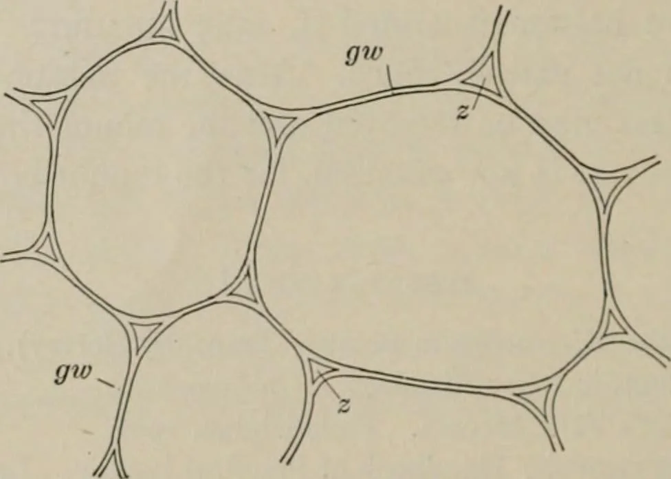 An illustration from The microscopy of vegetable foods, with special reference to the detection of adulteration and the diagnosis of mixtures, 1916, leaf 41