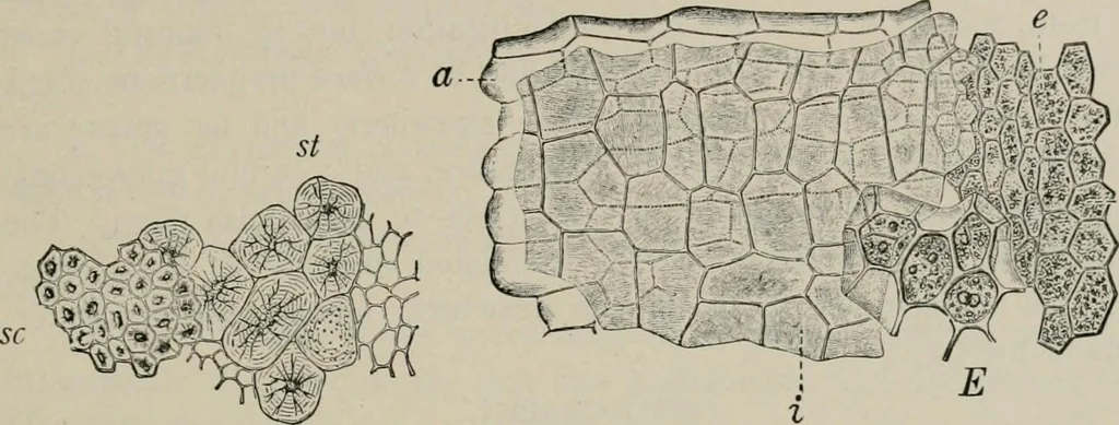 An illustration from The microscopy of vegetable foods, with special reference to the detection of adulteration and the diagnosis of mixtures, 1916, leaf 410