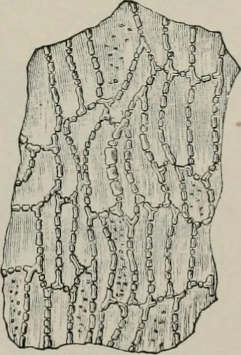 An illustration from The microscopy of vegetable foods, with special reference to the detection of adulteration and the diagnosis of mixtures, 1916, leaf 412