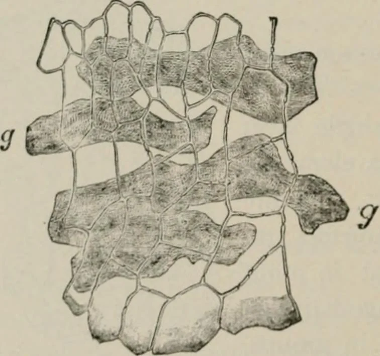 An illustration from The microscopy of vegetable foods, with special reference to the detection of adulteration and the diagnosis of mixtures, 1916, leaf 413