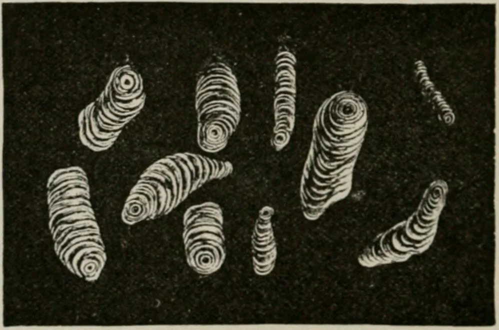 An illustration from The microscopy of vegetable foods, with special reference to the detection of adulteration and the diagnosis of mixtures, 1916, leaf 415