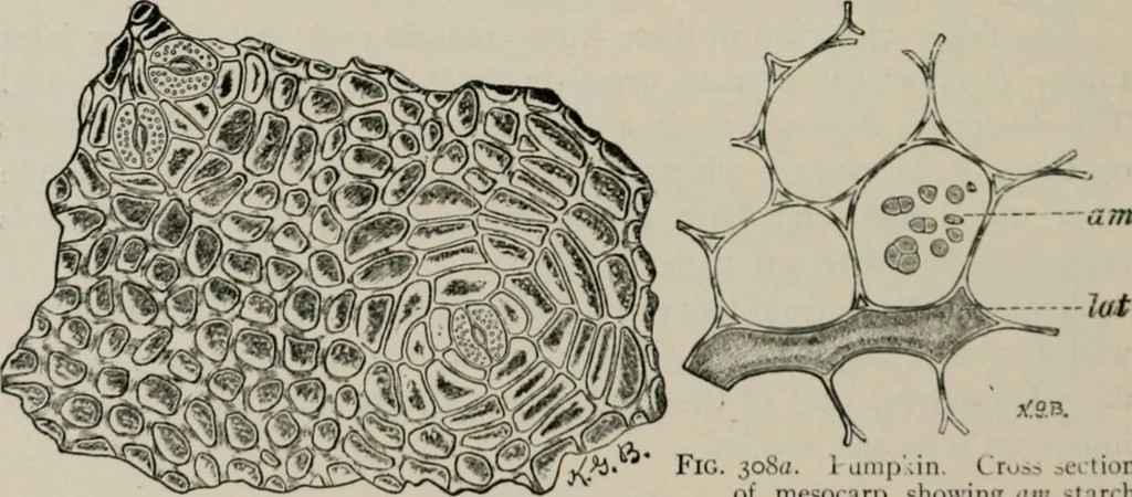 An illustration from The microscopy of vegetable foods, with special reference to the detection of adulteration and the diagnosis of mixtures, 1916, leaf 419