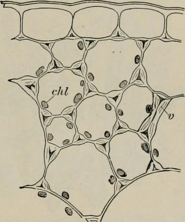 An illustration from The microscopy of vegetable foods, with special reference to the detection of adulteration and the diagnosis of mixtures, 1916, leaf 42