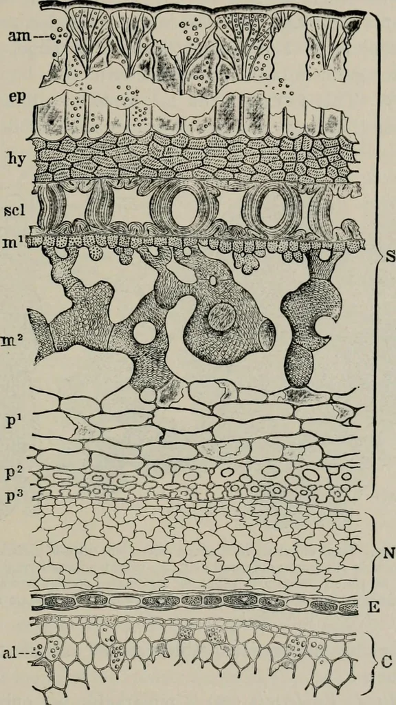 An illustration from The microscopy of vegetable foods, with special reference to the detection of adulteration and the diagnosis of mixtures, 1916, leaf 420