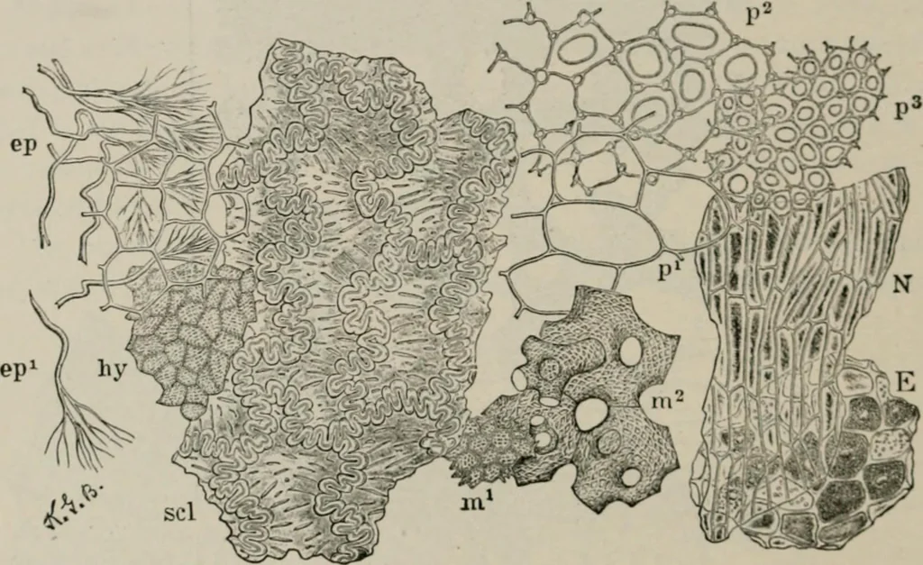 An illustration from The microscopy of vegetable foods, with special reference to the detection of adulteration and the diagnosis of mixtures, 1916, leaf 421