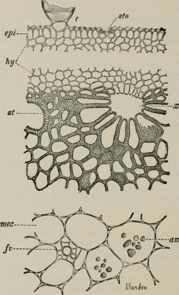 An illustration from The microscopy of vegetable foods, with special reference to the detection of adulteration and the diagnosis of mixtures, 1916, leaf 423