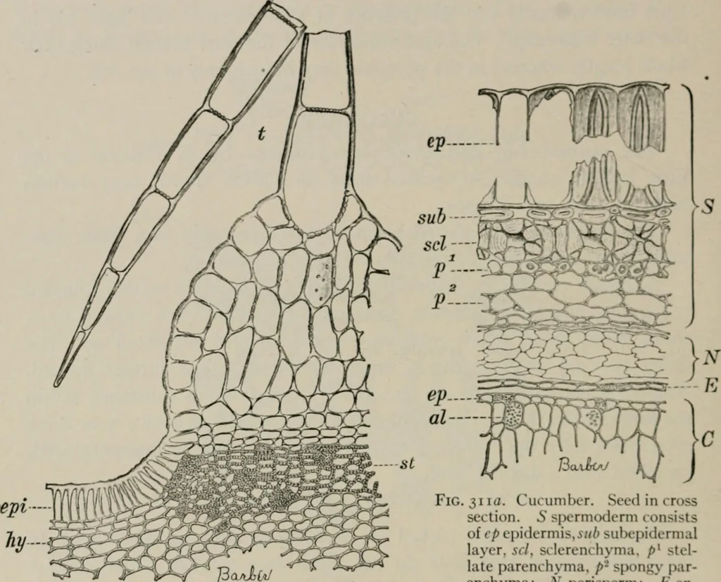 An illustration from The microscopy of vegetable foods, with special reference to the detection of adulteration and the diagnosis of mixtures, 1916, leaf 425