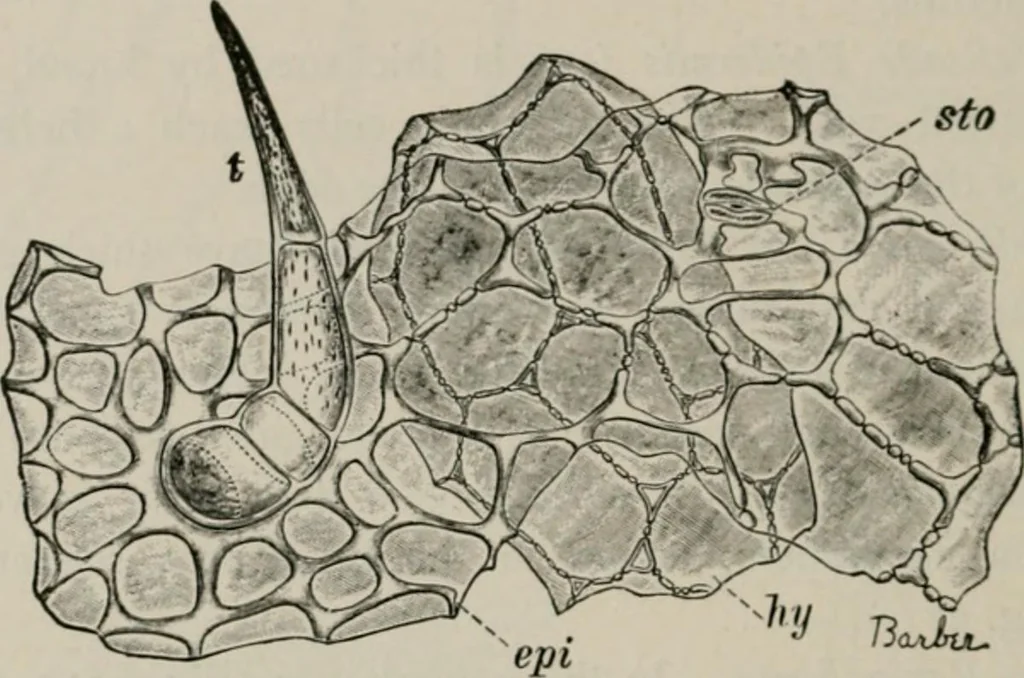 An illustration from The microscopy of vegetable foods, with special reference to the detection of adulteration and the diagnosis of mixtures, 1916, leaf 427